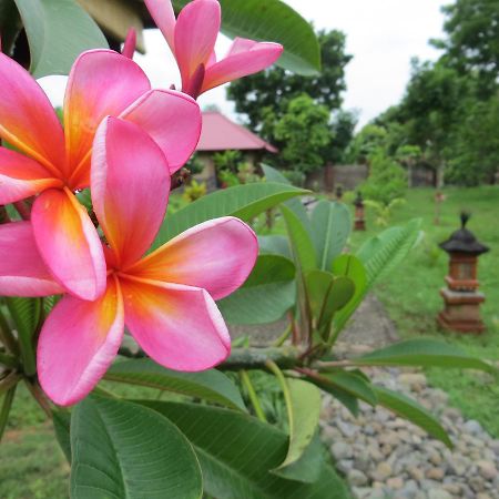 Hotel Tegal Sari, Pemuteran- North Bali Esterno foto