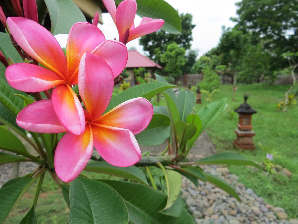 Hotel Tegal Sari, Pemuteran- North Bali Esterno foto